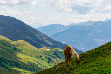 Fototapeta na wymiar One palomino horse feeding on the side of a mountain during summer