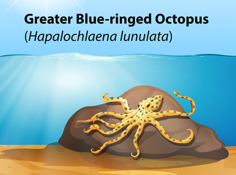 Greater blue ringed octopus