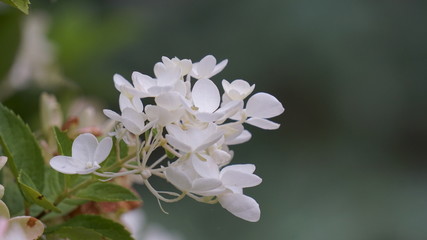 White flower