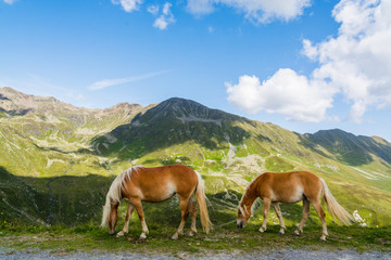 Fototapeta na wymiar Two palomino horses browsing with mountains and sky in the backgroud
