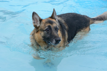 German Shepherd dog swimming in pool to cool down on hot summer day