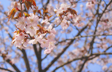 桜　春　素材