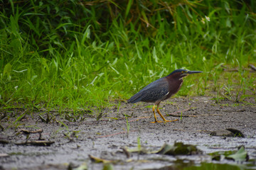 Blackbird Along River Bank