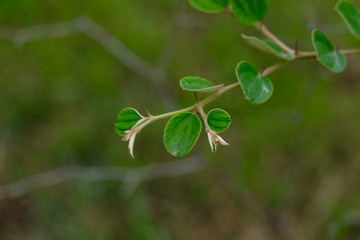 Fototapeta na wymiar Thorny jujube plant branch