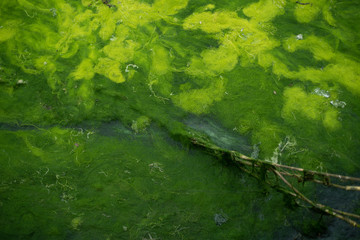 Rope in Bright Green Algae