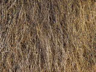 Close up dry straw texture background.
