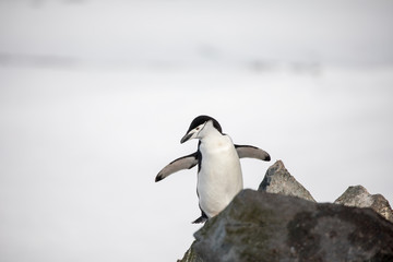 penguin in the arctic