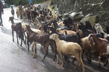 Shepherd with his sheep on road in mountains india