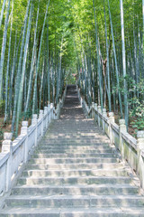 green bamboo forest and stone steps