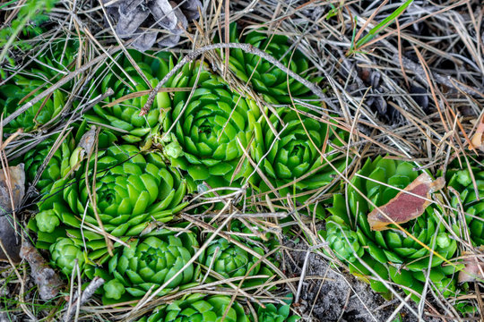 Rare forest plant Rolling Hen-and-chicks (Jovibarba globifera or Sempervivum globiferum). Grows on the border of the state reserve "complex Tarusa". Russia
