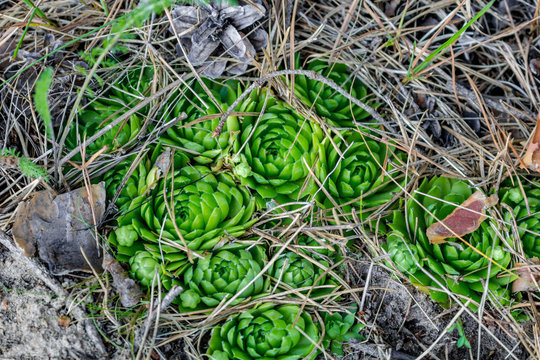 Rare forest plant Rolling Hen-and-chicks (Jovibarba globifera or Sempervivum globiferum). Grows on the border of the state reserve "complex Tarusa". Russia