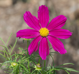 A single bright pink Garden Cosmos flower in bloom with its bright yellow center in full view.