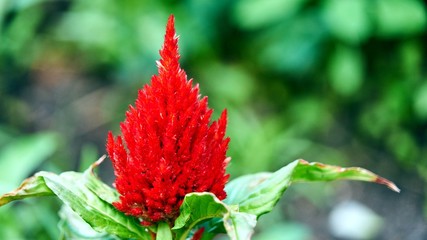 Colorful Celosia argentea on the garden. Summer in Siberia.