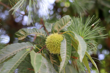 Close-up image of the chestnut trees and chestnuts.