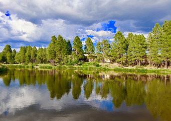 Fototapeta na wymiar Forest reflections in the pond