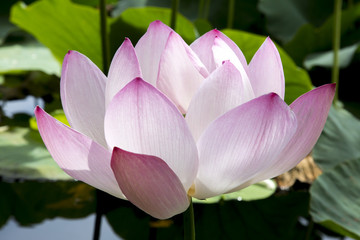 猿賀公園の蓮の花