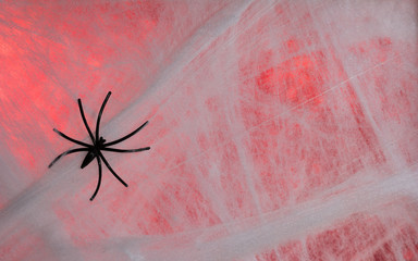 Halloween background concept. Close up of black spider on cobweb and red backdrop.