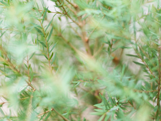 Green nature background closeup leaf blurred bokeh greenery in garden with copy space using as background natural green plants landscape ecology fresh wallpaper hipster concept