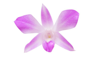 Light purple dendrobium orchid flower isolated on white background