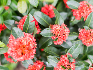 flowers and green nature background closeup leaf blurred greenery in garden with copy space using as background natural green plants landscape ecology fresh wallpaper hipster concept