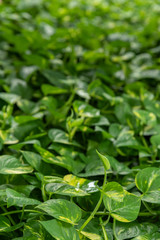 Devil's Ivy with heart shaped leaves for background