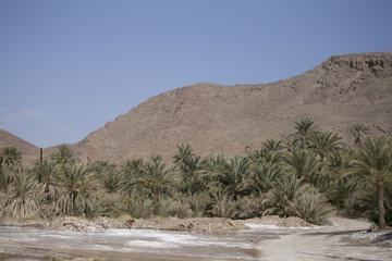Palm trees landscape in the desert