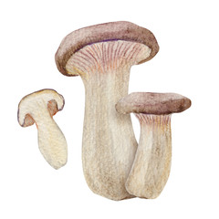 秋　キノコ　エリンギ　水彩 イラスト