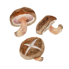 秋　キノコ　椎茸　水彩 イラスト