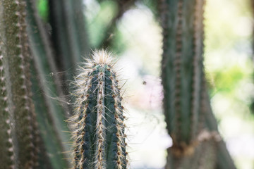 Cactus and spike with sunlight.