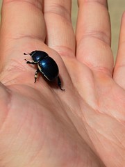 Shiny dark blue beetle of large Carabidae family of ground beetles, slightly dirty on edges, climbing on adult man hand
