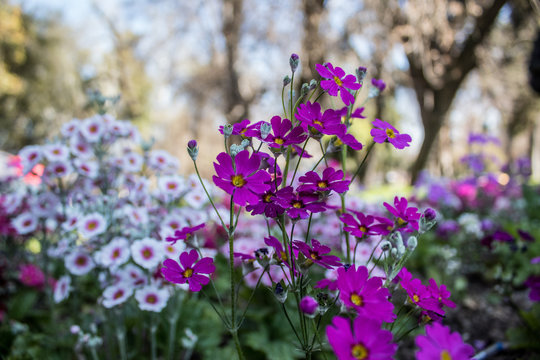 Flor en el parque Quinta Normal, Santiago de Chile