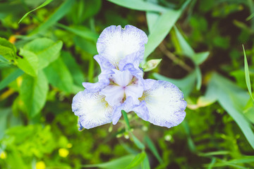 Iris flower blooming in the garden. Shallow depth of field.
