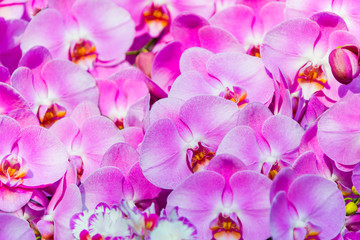 Dendrobium Orchids beautiful blossom flower a special orchid hybrid in Singapore for wallpaper and bacground