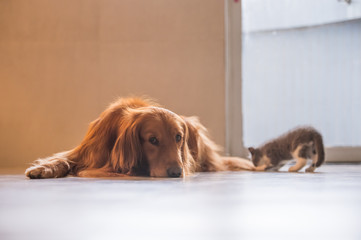 British short hair cat and golden retriever