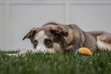 Shepherd Husky Mix Plays Outside