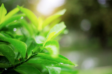 Obraz premium Green leaves at sunrise.