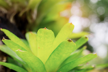 Green leaves of plant at sunrise.