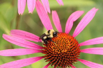 Bee On Echinacea, Edmonton, Alberta