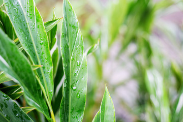 Leaves of wet in garden.