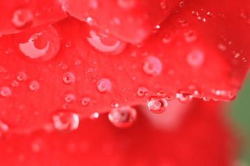 dews on red rose petal