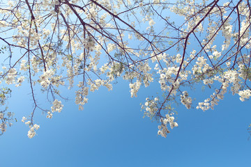 white pure flos sophorae