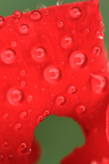 dews on red rose
