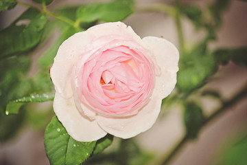 pink rose