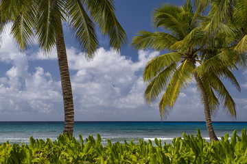 Dominikanische Republik - Strand - Palmen