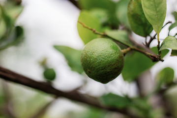 Lemon on tree with sunrise.