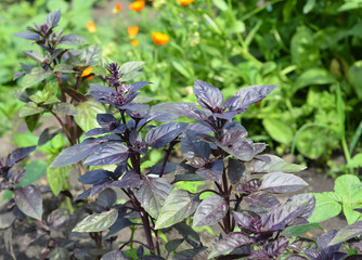 Close up on organic fresh purple basil leaves.