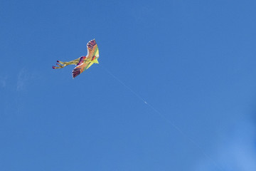 kite colored bird in the clear blue sky