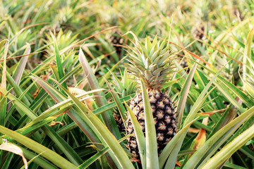 Obraz premium Pineapple in farm with sunlight.