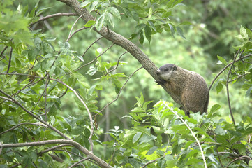 Iowa Woodchuck resting on branch by Racoon River, Guthrie Center