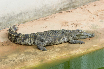 Big Crocodile in Farm at Bangkok Thailand